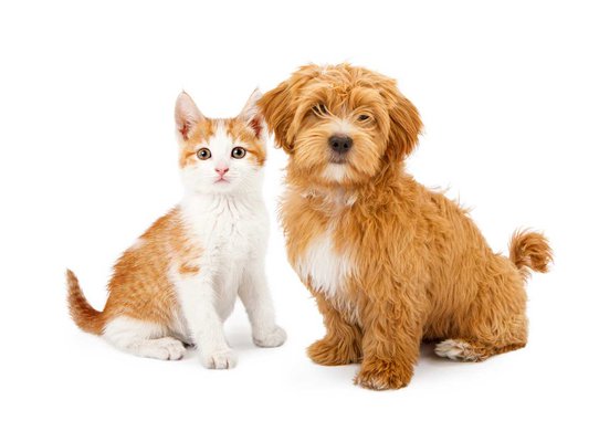 Cat and Dog sitting down Together